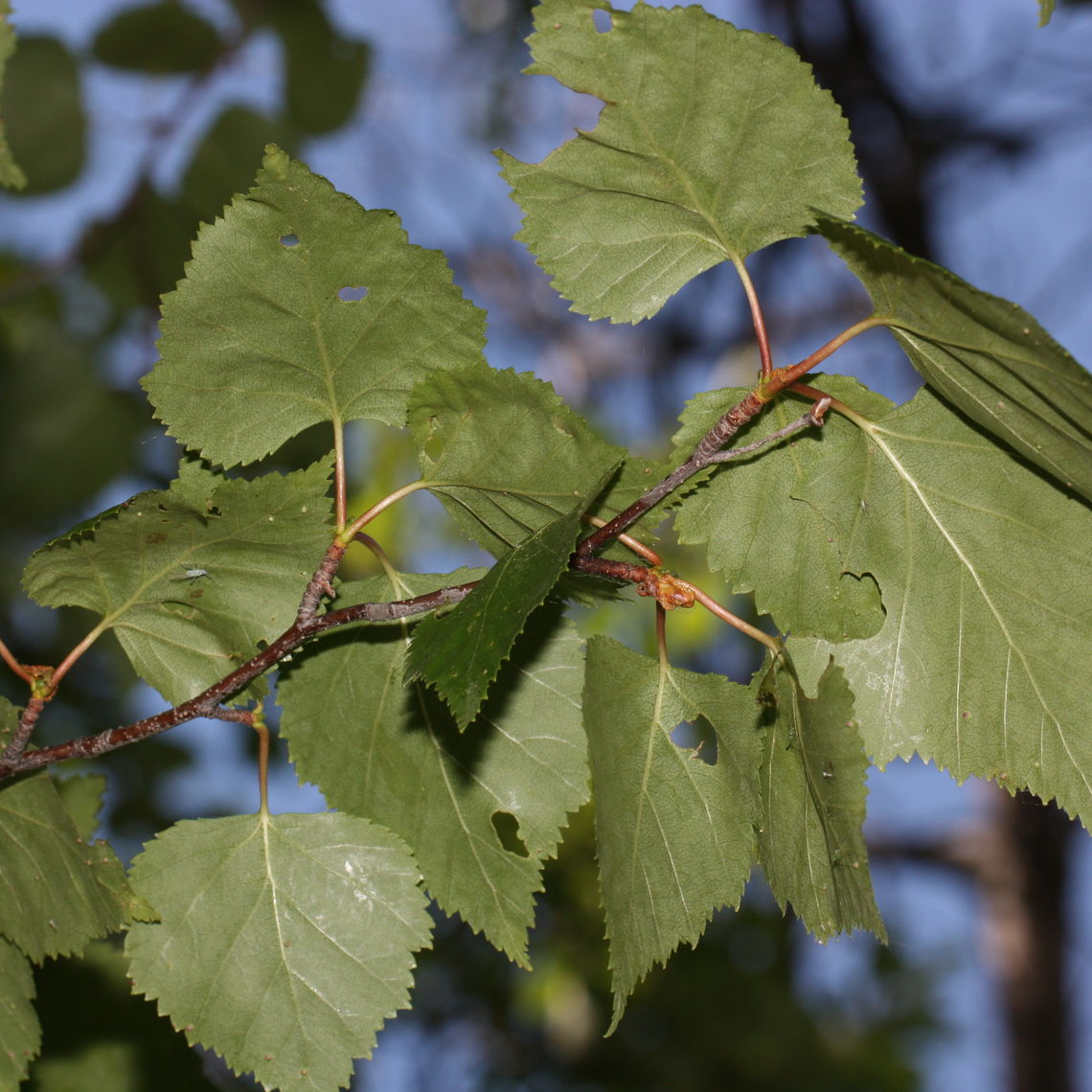 Paper Bark Birch Leaves