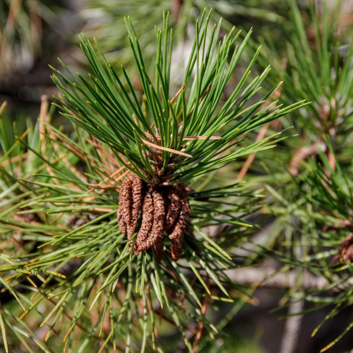 Austrian Pine