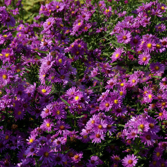 aka alert aster