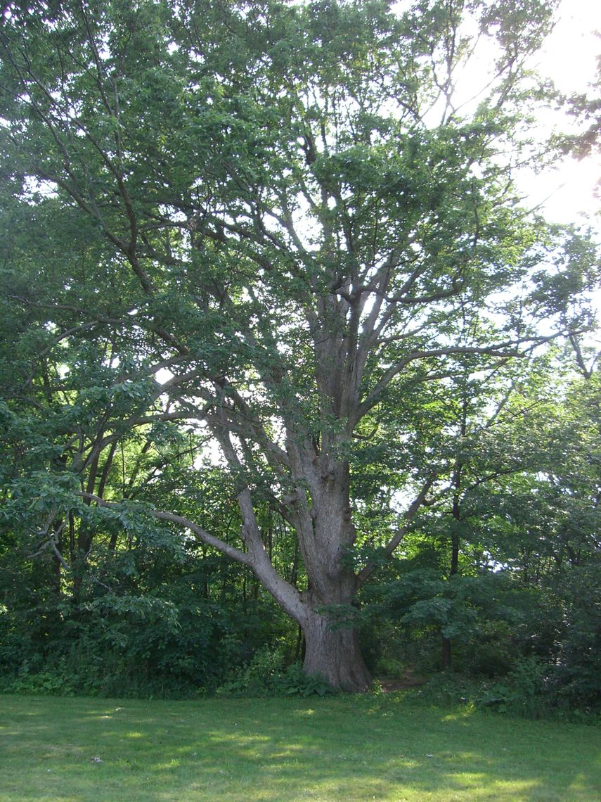 chinkapin oak