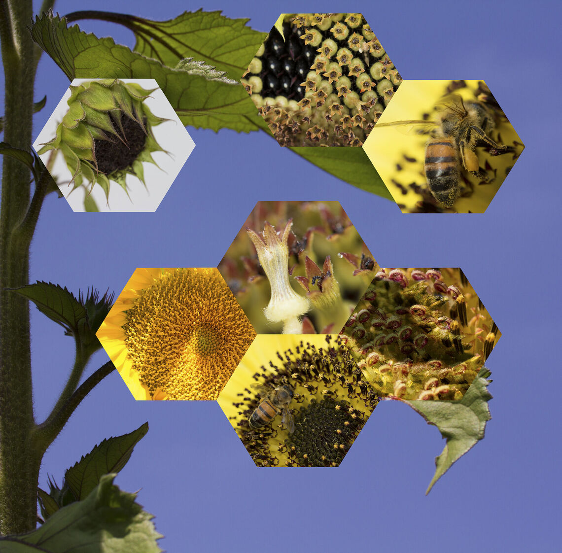Detail of Sunflower (Helianthus annuus), 2014, Archival digital print, 38 ½ X 40”.