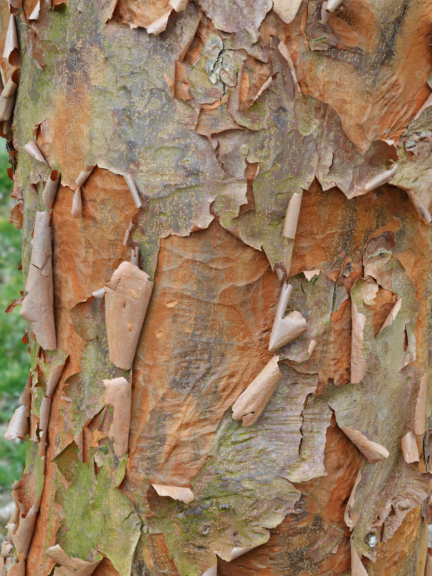 paperbark maple bark