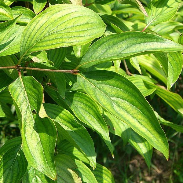 Cornus mas Leaves