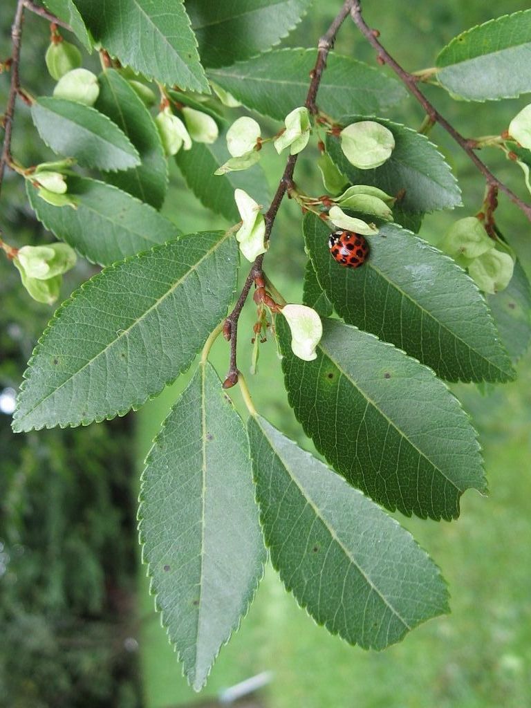 Chinese Elm Leaves