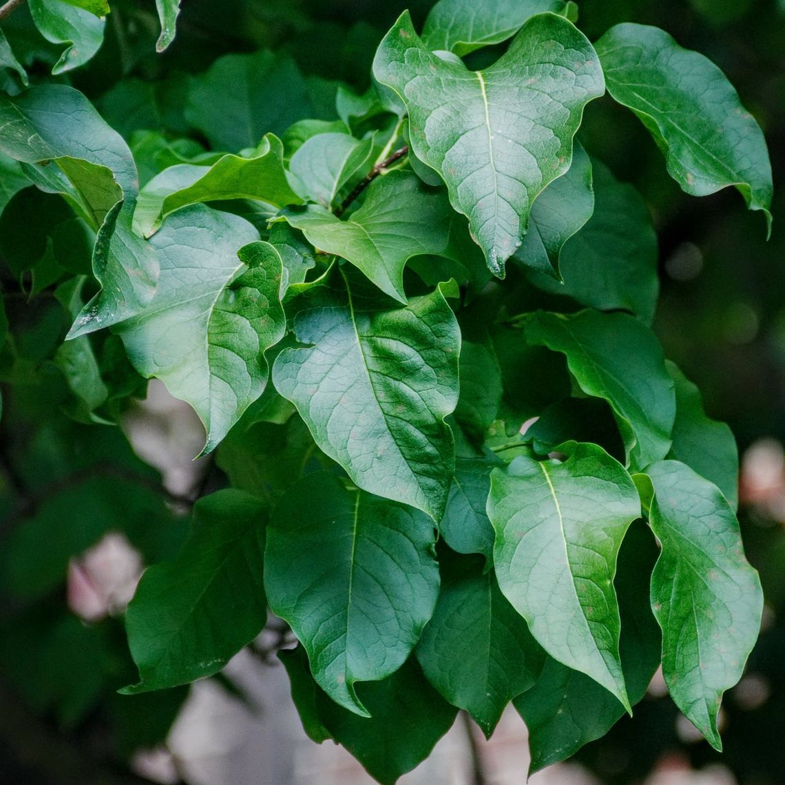 Japanese Tree Lilac  Leaves