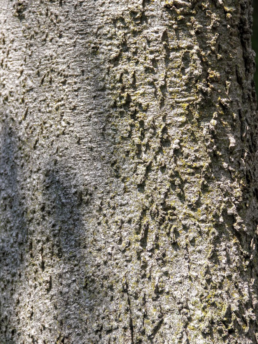 Hackberry Tree Bark