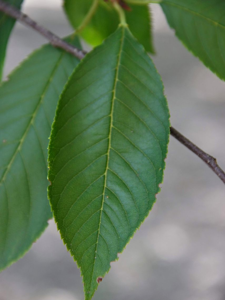 Japanese Flowering Cherry Tree Leaf