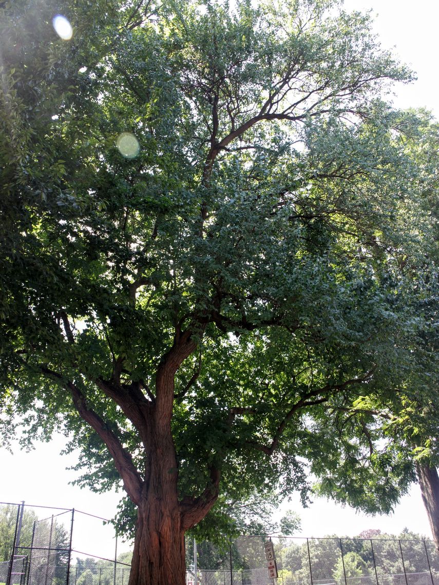 Osage Orange