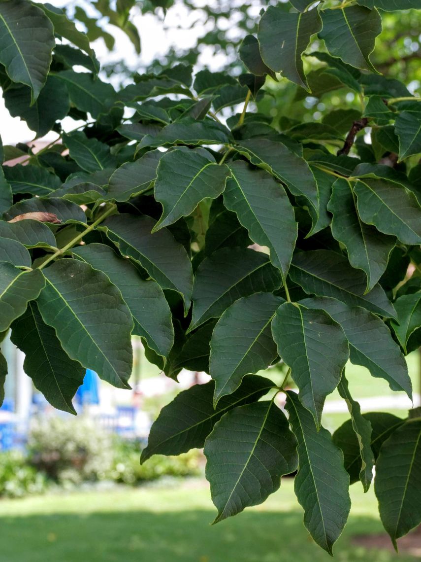 Amur Cork Tree Leaves