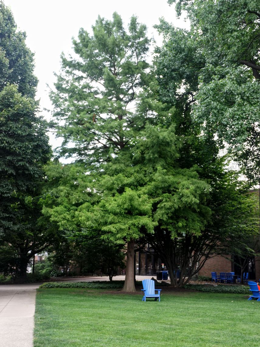 Baldcypress  Tree