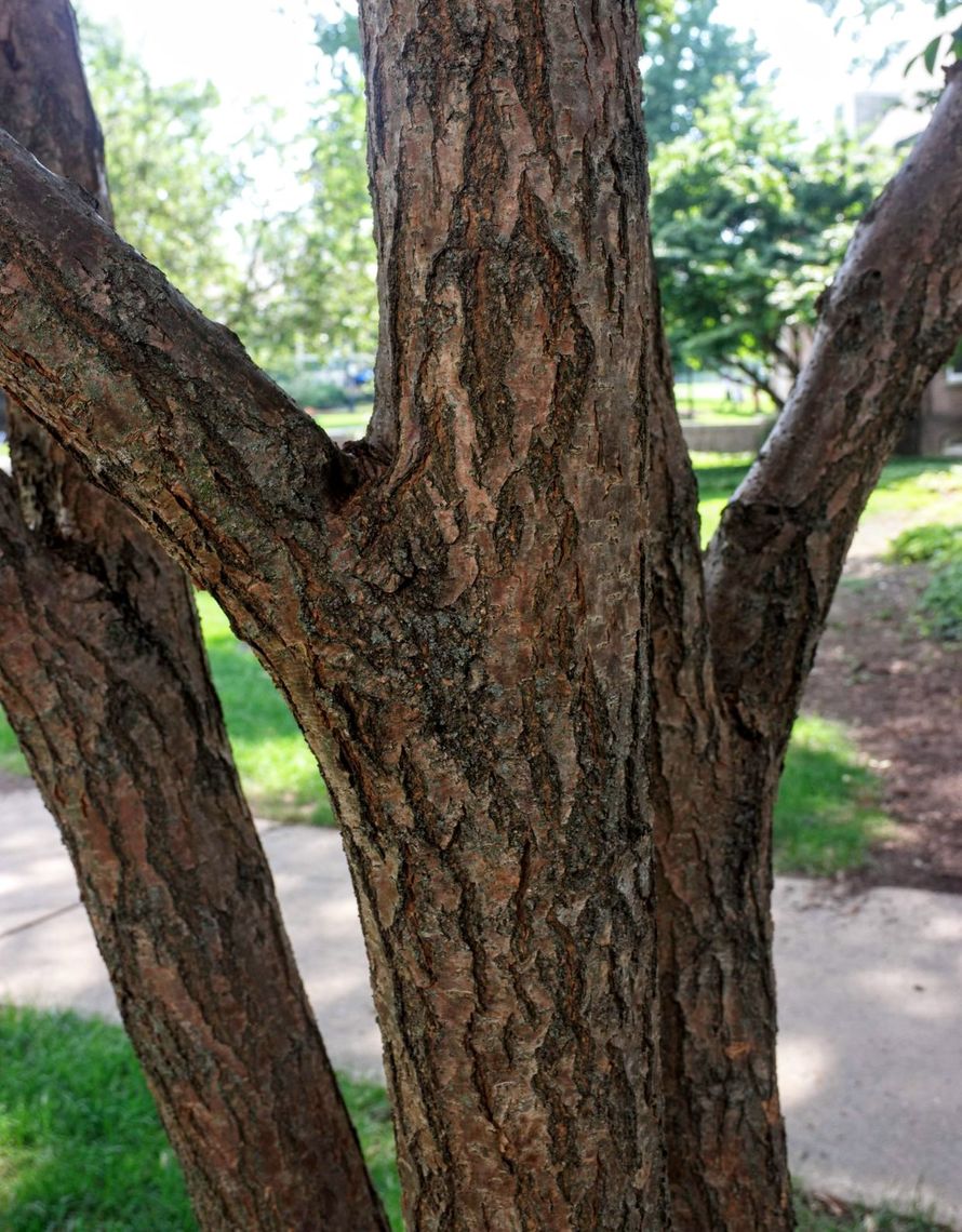 White Fingertree Bark