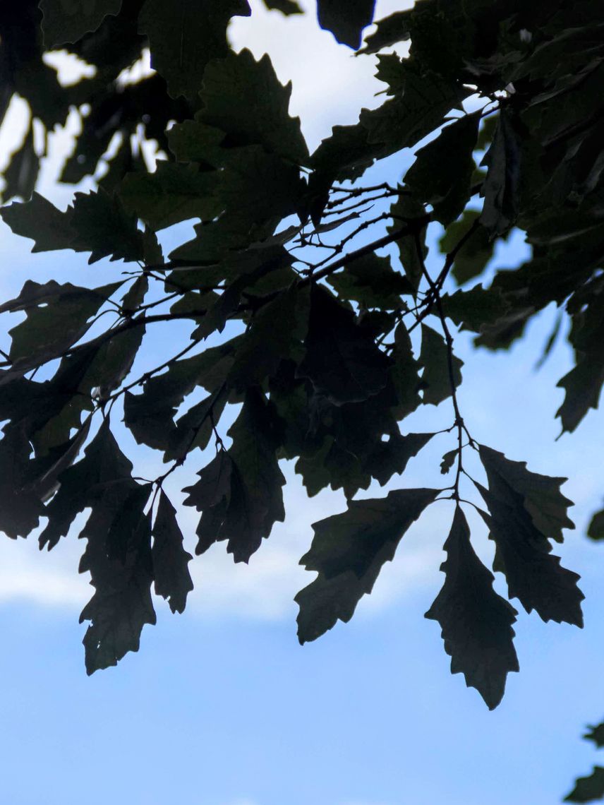 Bur Oak