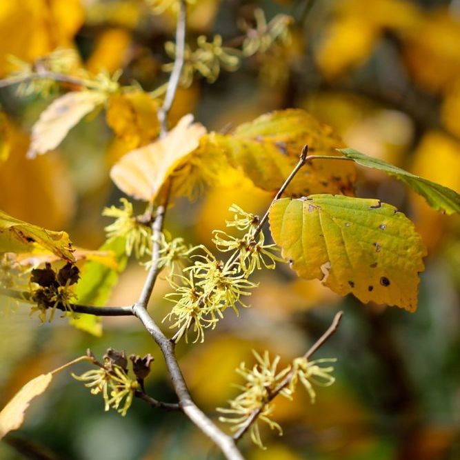 Common Witch Hazel