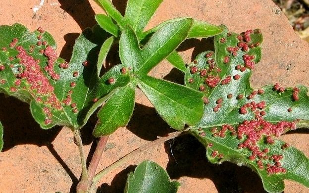 Leaf Galls on Maple Image