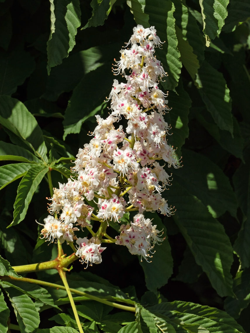 Horse Chestnut Flower