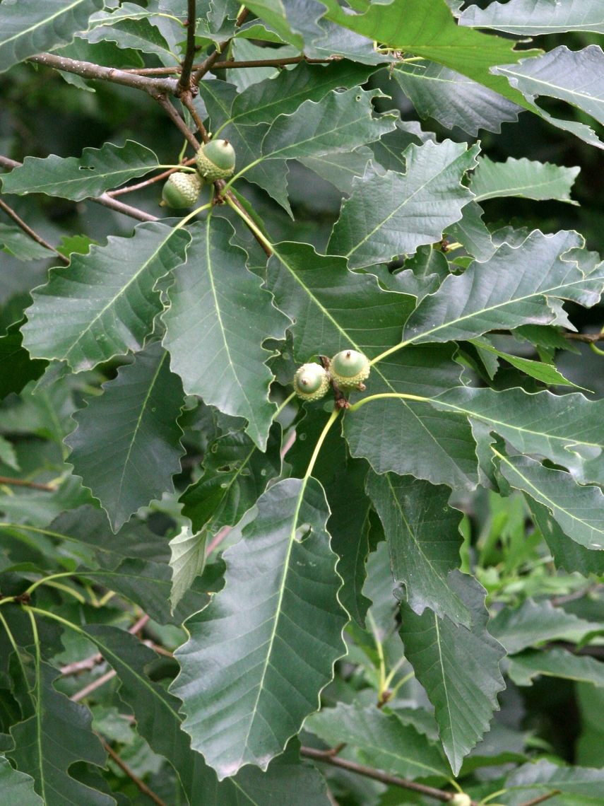 chinkapin oak leaves