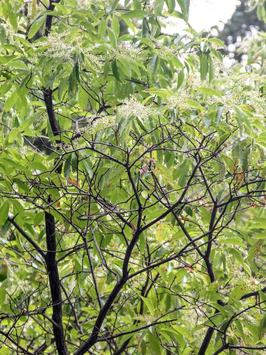 Sourwood leaves