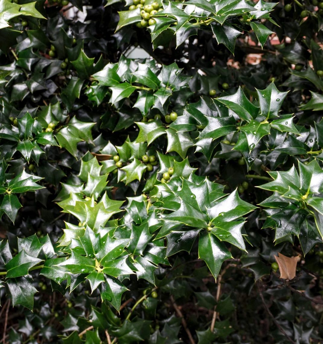 Holly leaves