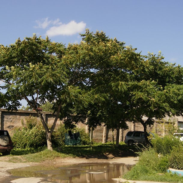 Japanese walnut tree