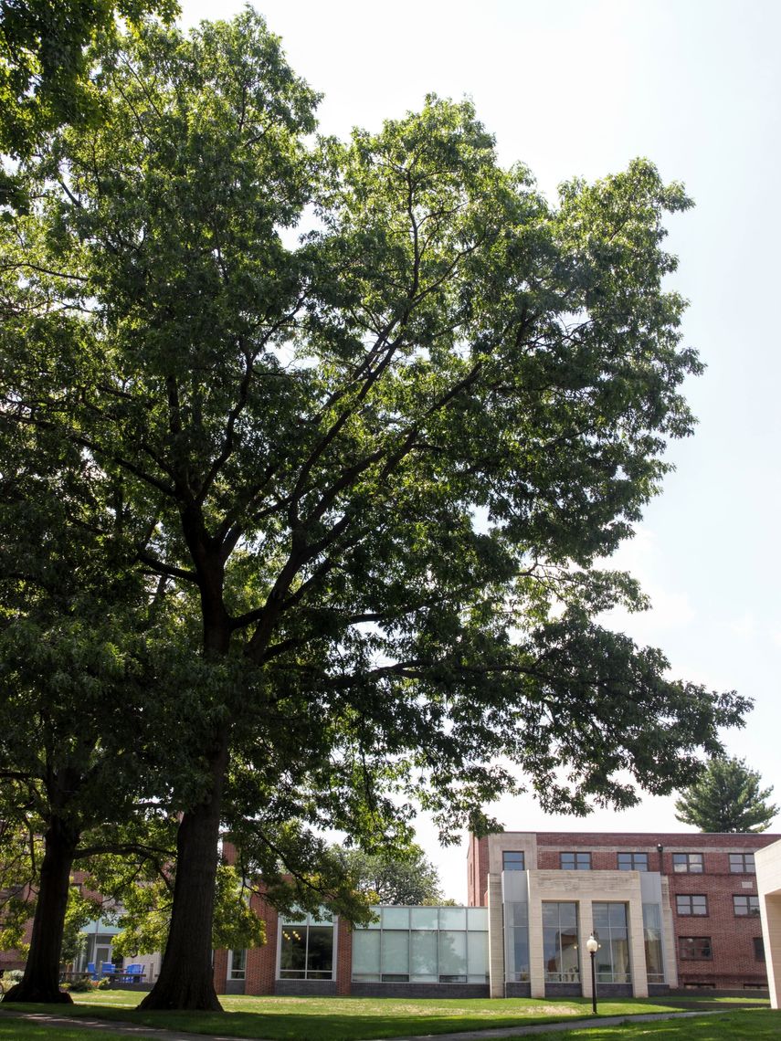 Northen Red Oak