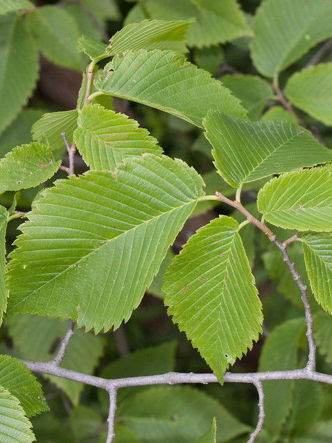slippery elm leaves