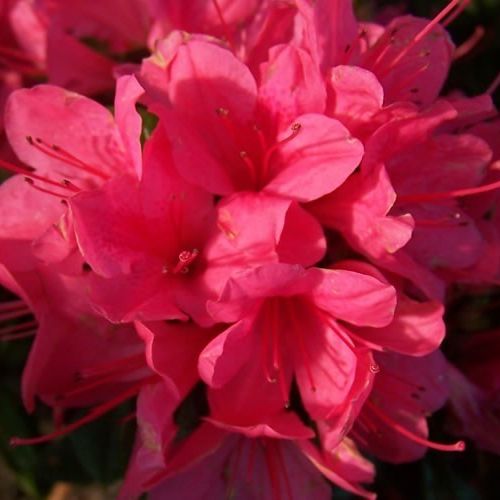 azalea