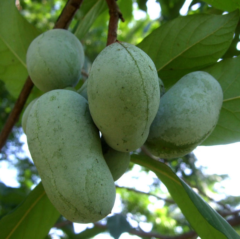 paw paw fruit