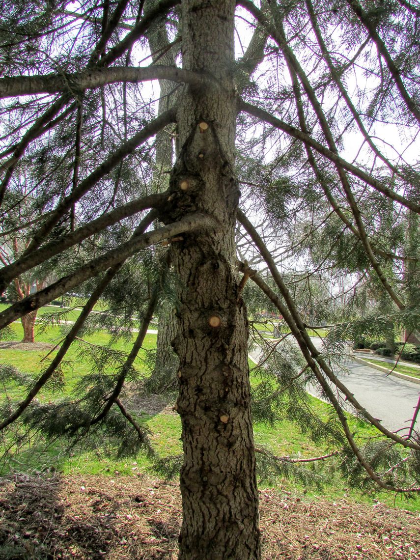 White Fir Bark