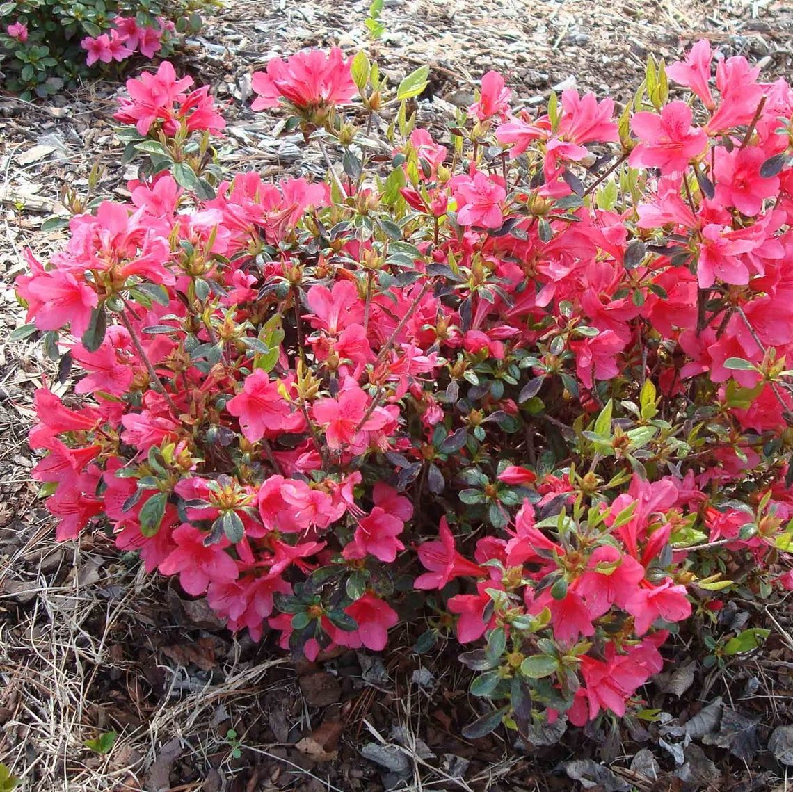 azalea