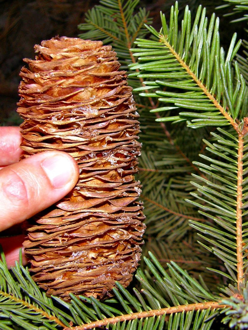 White Fir Cone