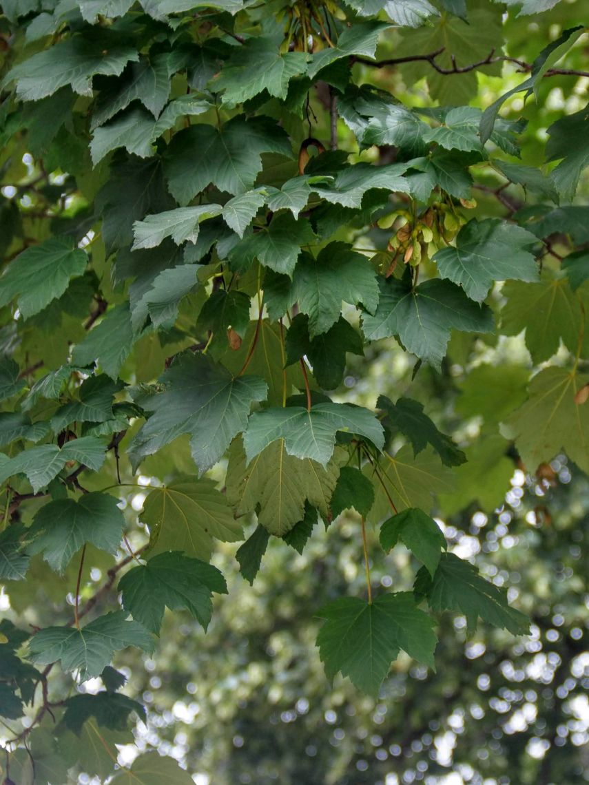 Sycamore Maple Leaves