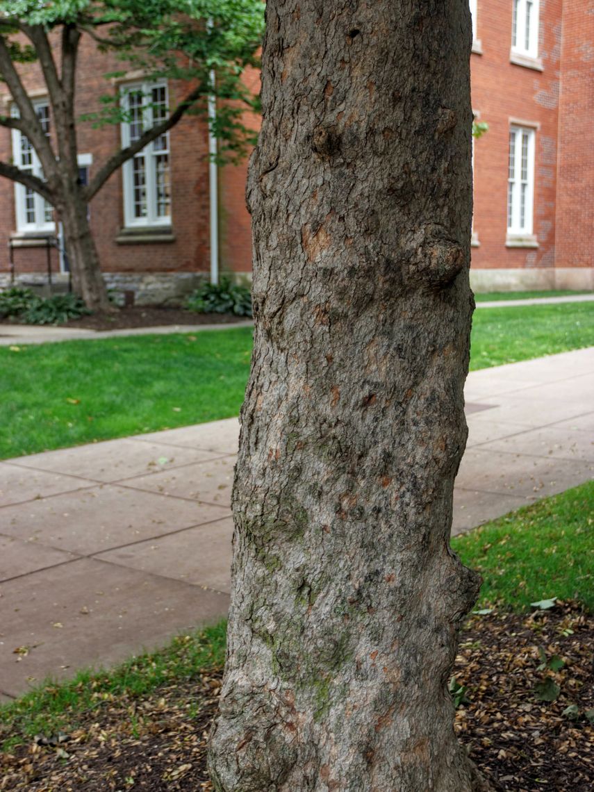 Sycamore Maple bark