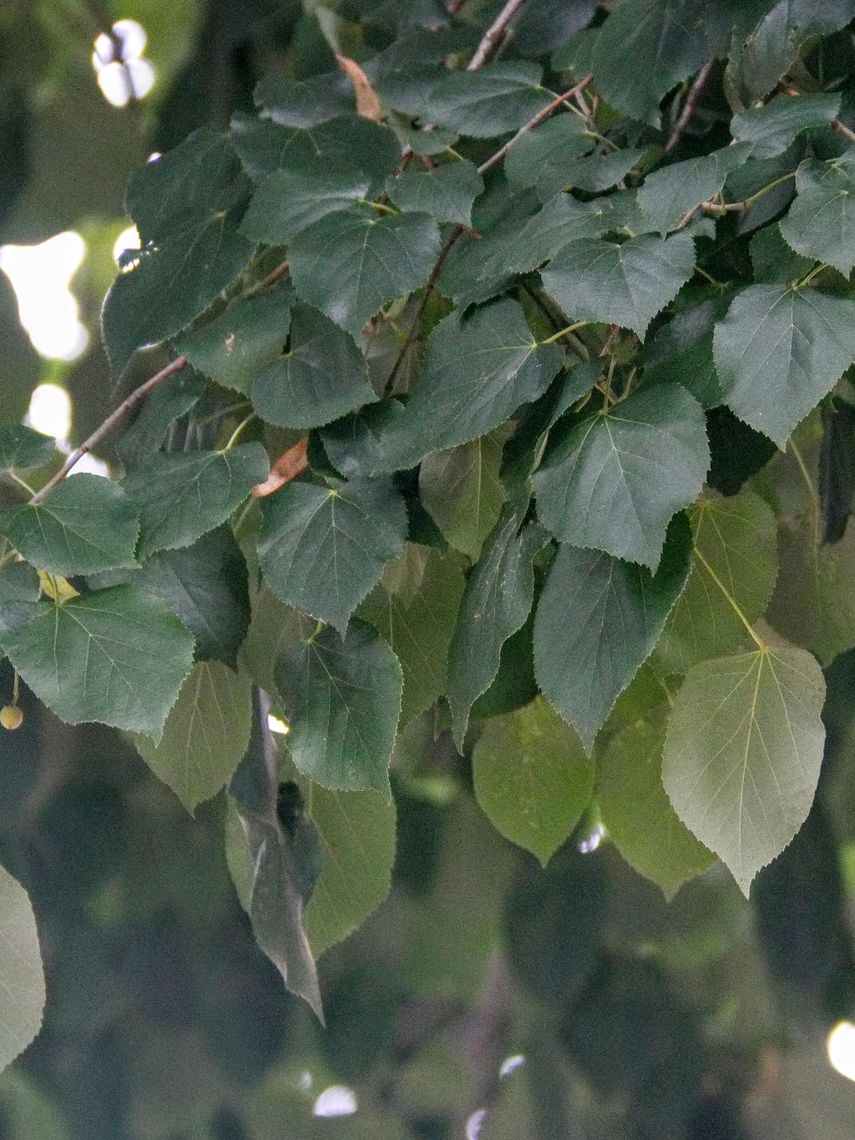 Silver Linden Leaves