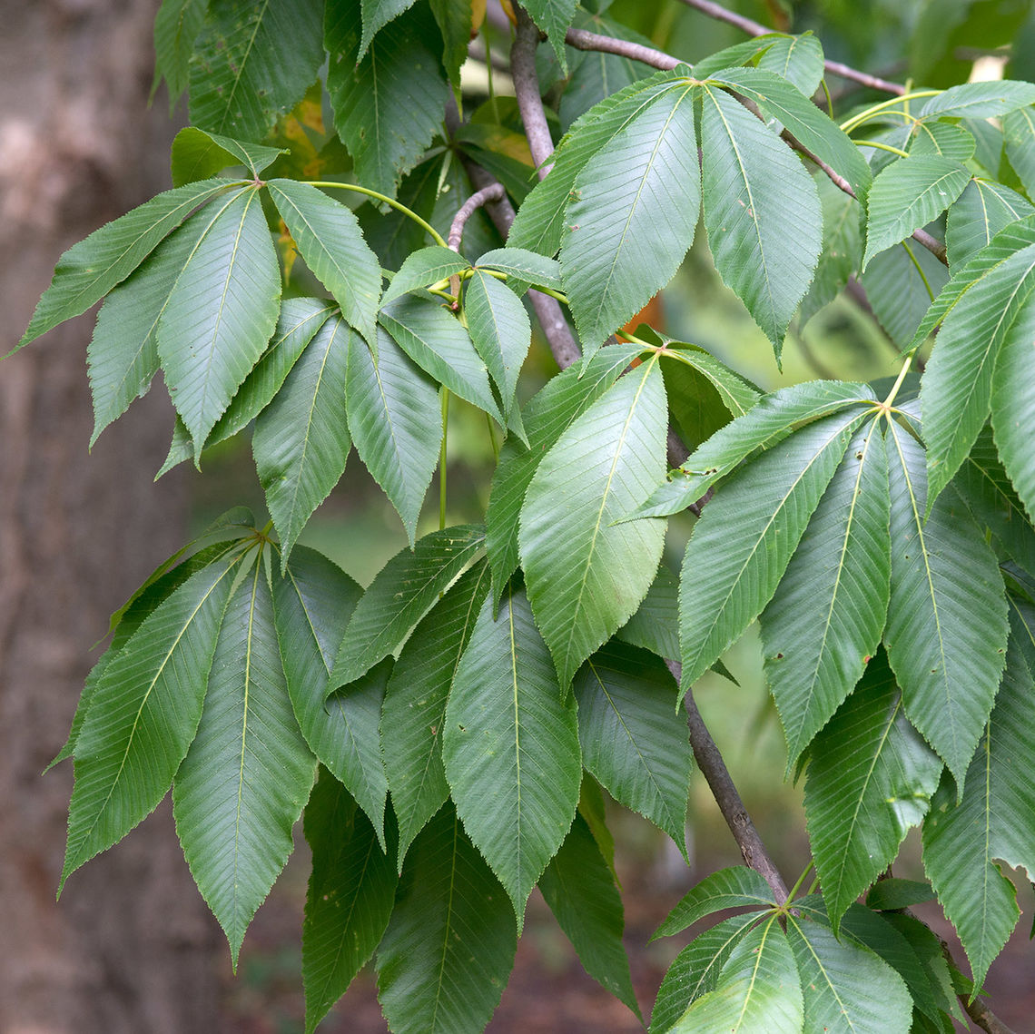 Yellow Buckeye