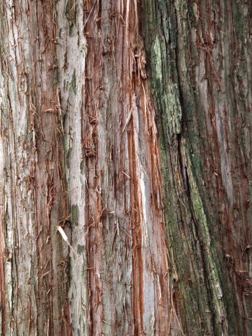 Dawn Redwood bark