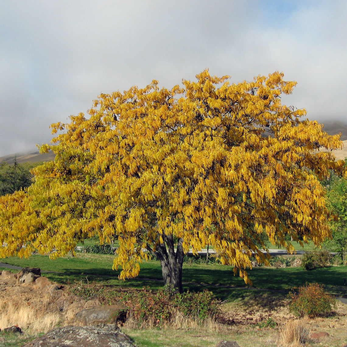 honeylocust fall