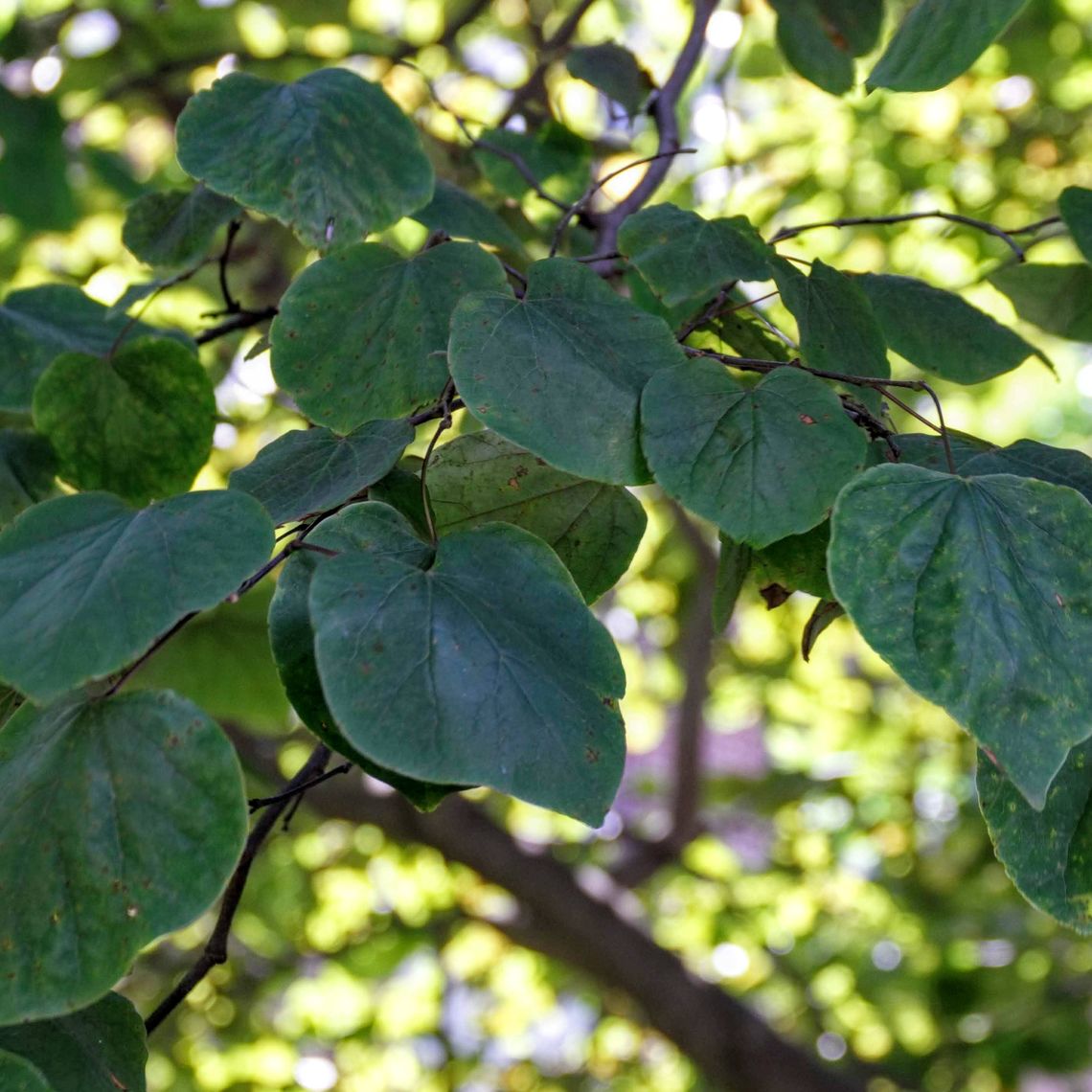Eastern Redbud leaves