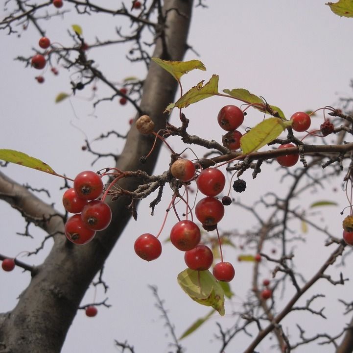 washington hawthorn berries