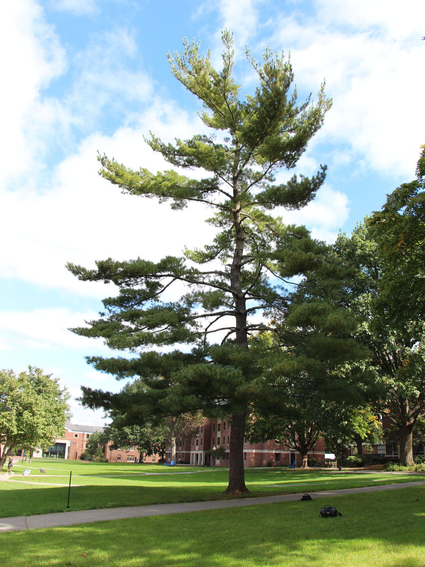 Eastern White Pine