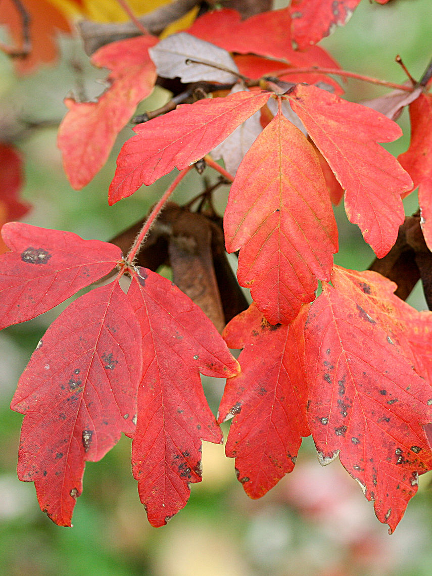 paperbark maple fall