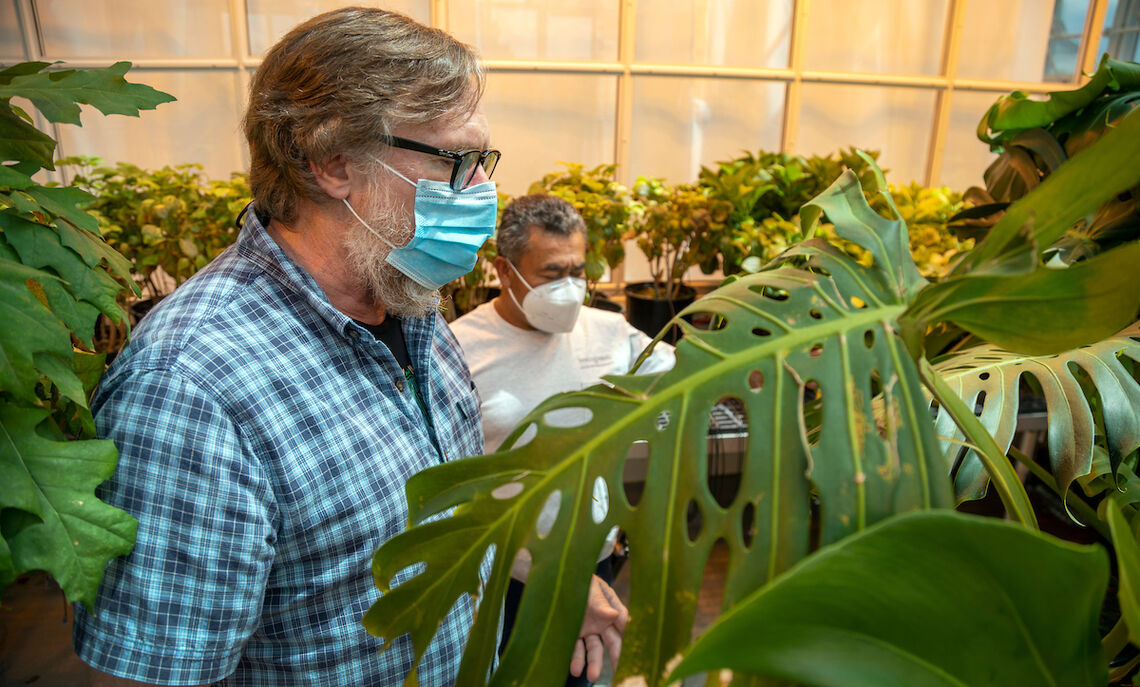In the greenhouse, “We grow trees, shrubs, houseplants, agricultural crops, and epiphytes,” Engleman says.