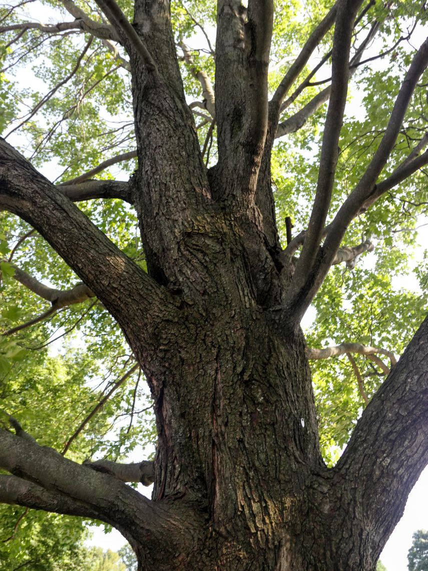 Sugar Maple bark