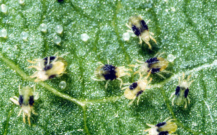 Twospotted Spider Mite Image