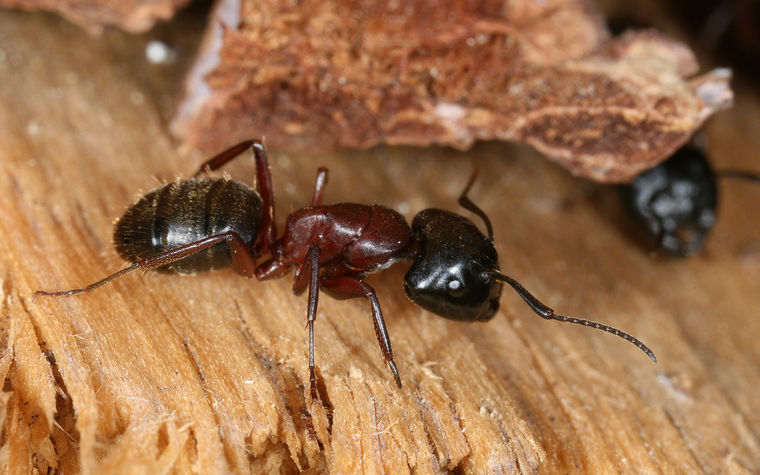 Carpenter Ants Image