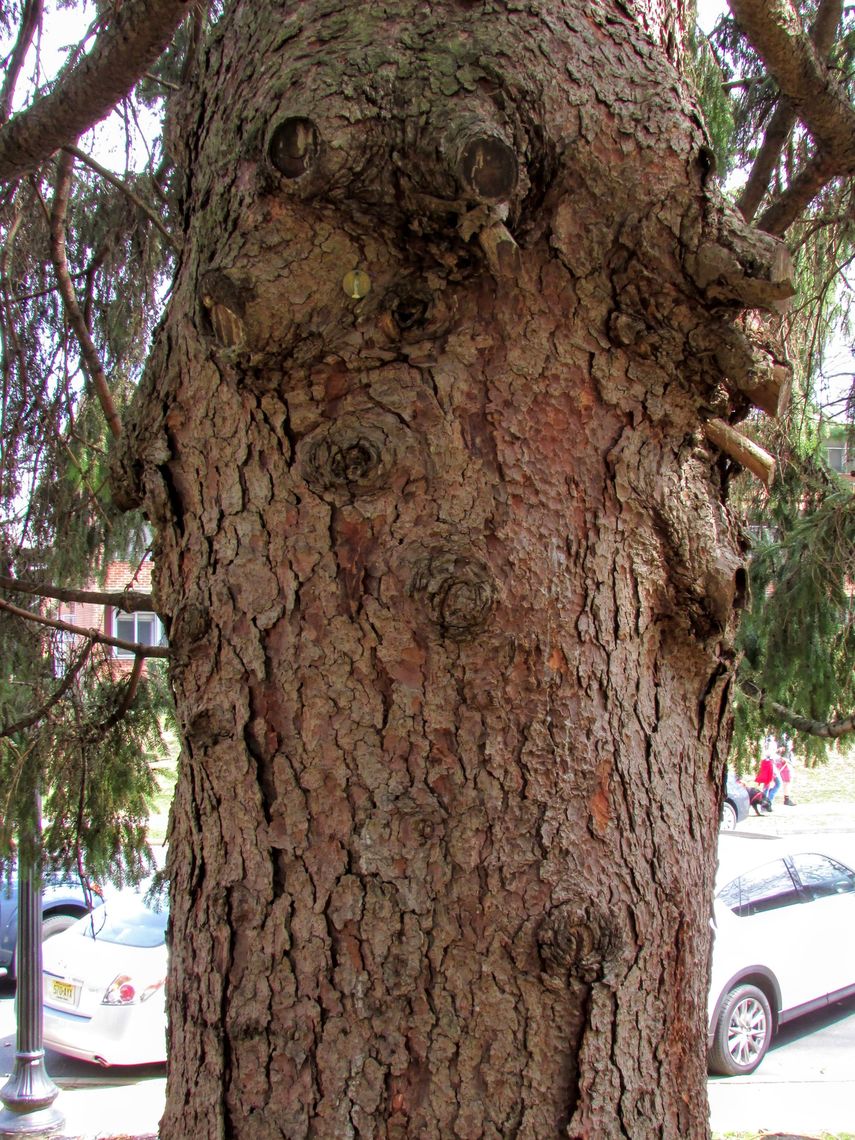 Norway Spruce bark