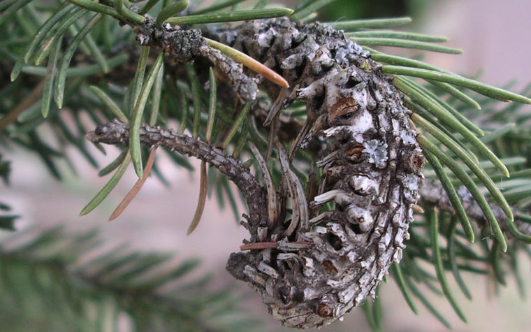 Cooley Spruce Gall Adelgid Image