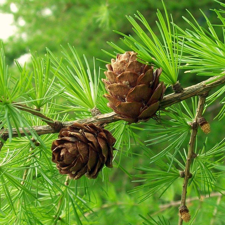 European Larch needles and cones