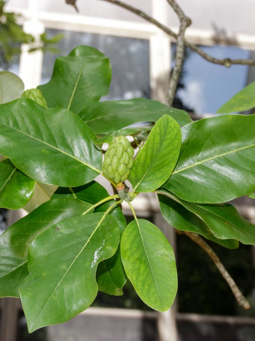 Sweet Bay Magnolia