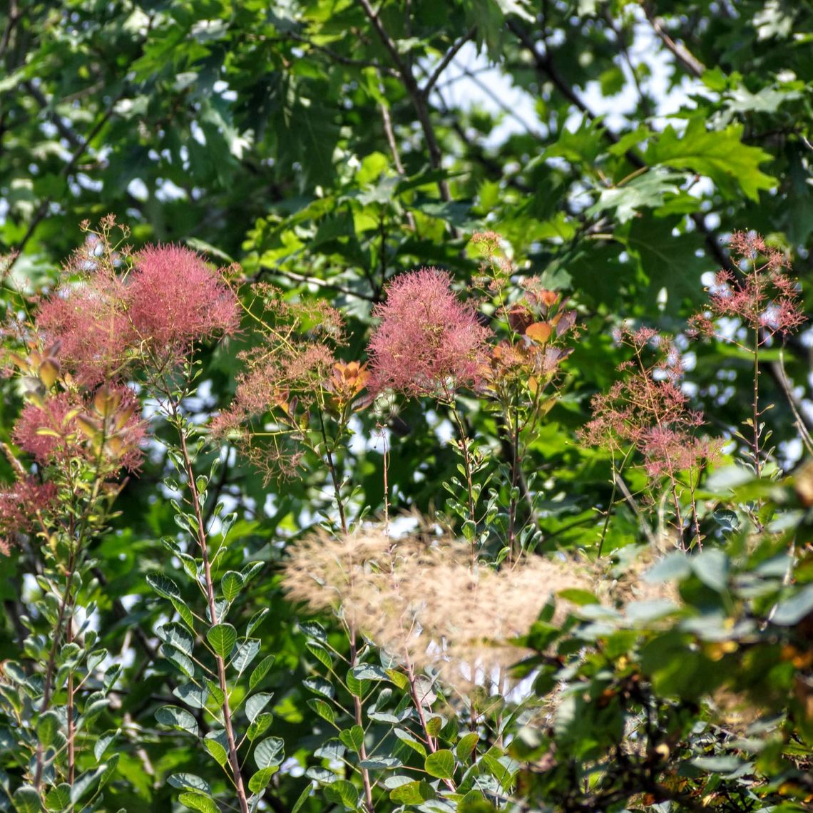 smoketree tree flowers