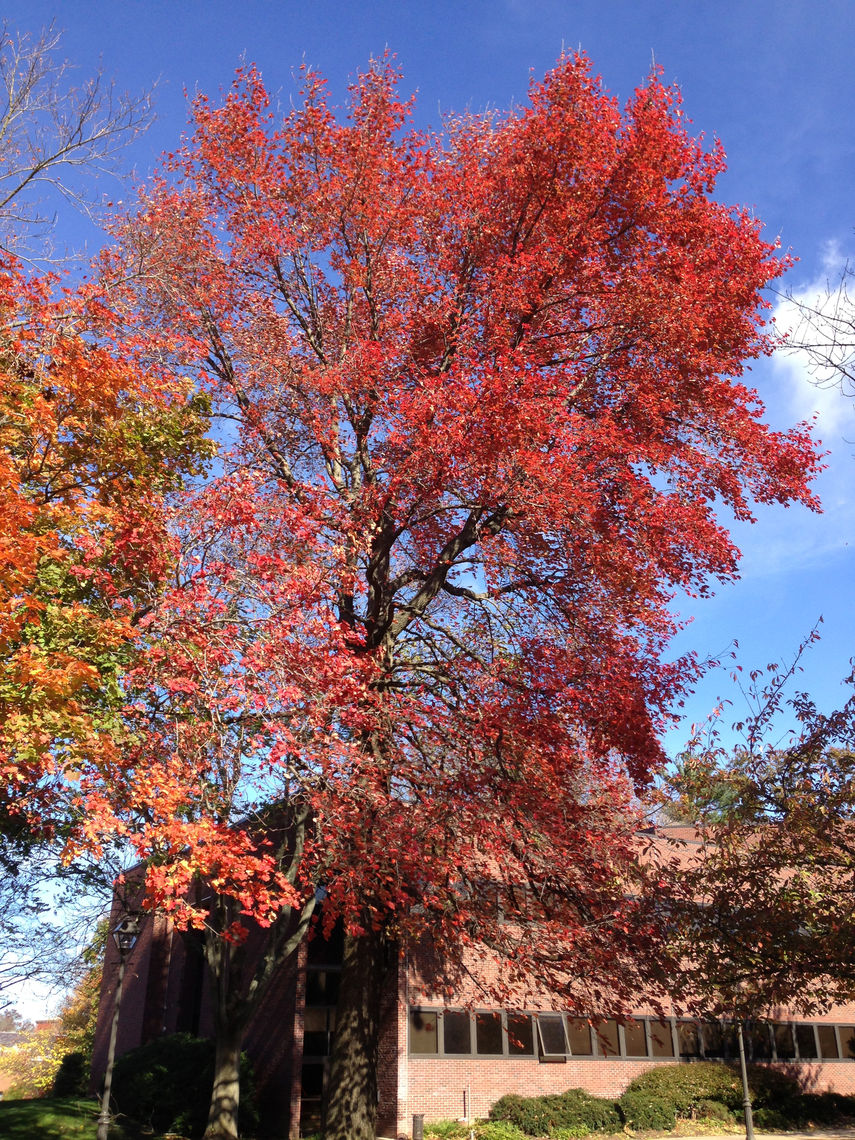 black tupelo tree fall red